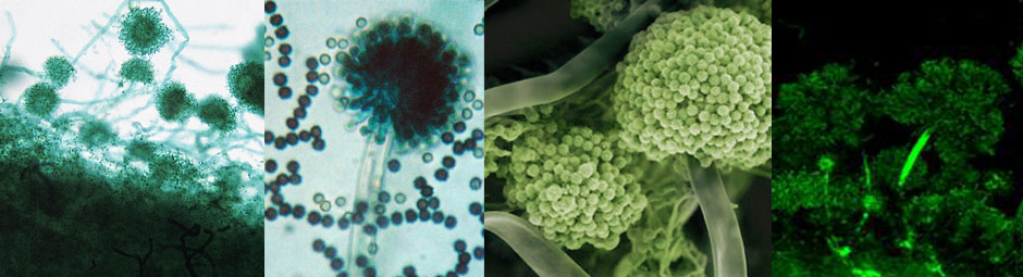 Aspergillus níger