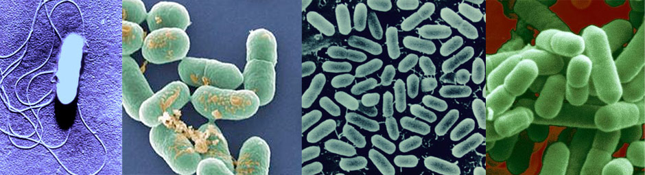Listeria monocytogenes
